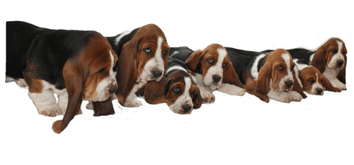 Basset Welpen