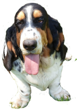 Special Dog